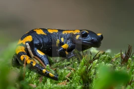 Tận mục những loài lưỡng cư có đuôi độc đáo nhất quả đất