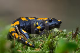 Tận mục những loài lưỡng cư có đuôi độc đáo nhất quả đất