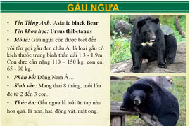 Ngoài hổ báo, khu du lịch Vườn Xoài còn nuôi động vật 'khủng' nào?