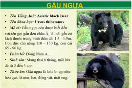 Ngoài hổ báo, khu du lịch Vườn Xoài còn nuôi động vật 'khủng' nào?