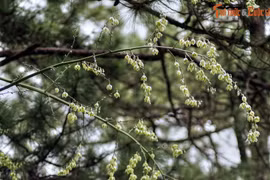 Xem loài cây chục năm nở hoa một lần bung chi chít ở Đà Lạt