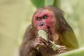 Loài khỉ nổi tiếng nhất châu Á: Có loài nhìn như sư tử