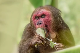 Loài khỉ nổi tiếng nhất châu Á: Có loài nhìn như sư tử