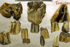 Hóa thạch quý hơn vàng của các loài thú cổ sống ở Việt Nam