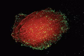 Giả thuyết gây sốc về nguồn gốc sự sống, nghe xong ai cũng giật mình