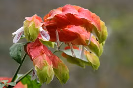 Sự thật đáng kinh ngạc về nguồn gốc các cây cảnh nổi tiếng (2)