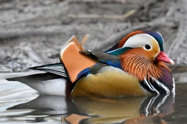 Cận cảnh những loài vịt hoang dã đẹp mê mẩn của Việt Nam