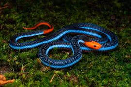 Top 10 câu nói nổi tiếng, đáng suy ngẫm liên quan đến loài rắn