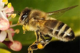 Một trong những loài côn trùng cổ nhất và điều thú vị ít biết