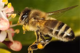 Một trong những loài côn trùng cổ nhất và điều thú vị ít biết