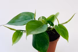 Sự thật đáng kinh ngạc về nguồn gốc các cây cảnh nổi tiếng (1)