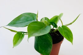 Sự thật đáng kinh ngạc về nguồn gốc các cây cảnh nổi tiếng (1)