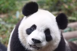 Điều cực khó tin về loài gấu trúc không phải ai cũng biết