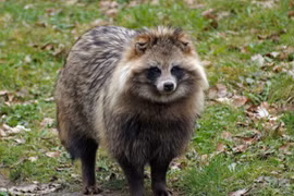 Điểm mặt những loài chó hoang dã nổi tiếng nhất thế giới 