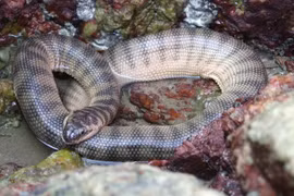 Điểm danh những loài rắn biển có nọc độc cực mạnh ở Việt Nam