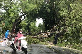 Bão số 5 đã làm 6 người chết và 112 người bị thương