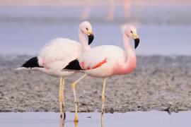 Các loài hồng hạc tuyệt đẹp trên thế giới