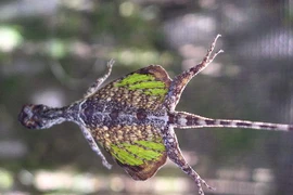 10 loài bò sát độc đáo nhất Việt Nam, có loài "bay như chim" 