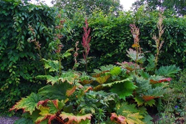 Khám phá thú vị những loài cây cực lạ thuộc họ Rau răm