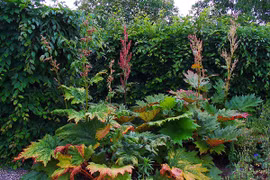 Khám phá thú vị những loài cây cực lạ thuộc họ Rau răm