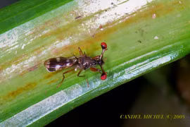 Loạt sinh vật lạ ở rừng Cúc Phương qua ống kính khách quốc tế 