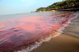 Hiện tượng tảo nở hoa, lợi hay hại?