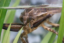 Tròn mắt ngắm top 10 loài côn trùng lớn nhất thế giới