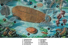 Loài vật 550 triệu tuổi, huyền bí nhất trên cây tiến hóa sự sống