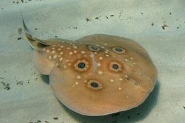 Tận mục loài vật được mệnh danh... cục pin sạc của tự nhiên