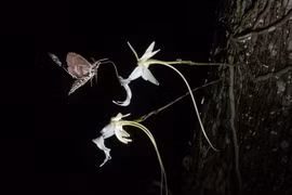 Ngắm loài cây ma quái khởi nguồn cho tiểu thuyết nổi tiếng