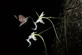 Ngắm loài cây ma quái khởi nguồn cho tiểu thuyết nổi tiếng