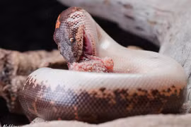 Điểm danh các loài trăn nổi tiếng nhất thế giới (1)