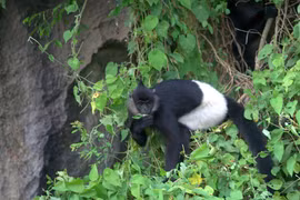 Ngoài Xuân Liên, Thanh Hóa còn sở hữu Vườn quốc gia nào?