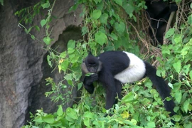 Ngoài Xuân Liên, Thanh Hóa còn sở hữu Vườn quốc gia nào?