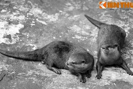 Những giai thoại kỳ bí về tục thờ rái cá của người Việt