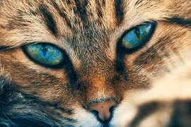 Năng lực khó tin của loài mèo, con người ngả mũ thán phục