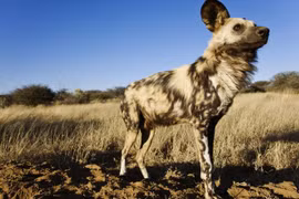 Sự thật không tin nổi về loài săn mồi hiệu quả nhất châu Phi