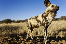 Sự thật không tin nổi về loài săn mồi hiệu quả nhất châu Phi