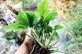 Loài cây mọc đầy ở Việt Nam, nước ngoài bán hơn nửa triệu/kg 