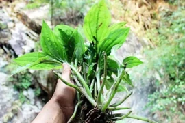 Loài cây mọc đầy ở Việt Nam, nước ngoài bán hơn nửa triệu/kg 