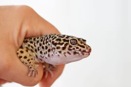 Cận cảnh loài thằn lằn đốm làm nhiều người Việt phát sốt