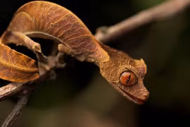 Cận cảnh loài bò sát kỳ dị mang tên của quỷ Satan