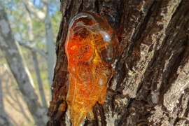 Loại nhựa cây hóa thạch hàng triệu năm trở thành 'báu vật' 