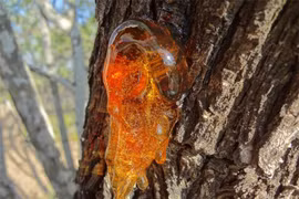 Loại nhựa cây hóa thạch hàng triệu năm trở thành 'báu vật' 