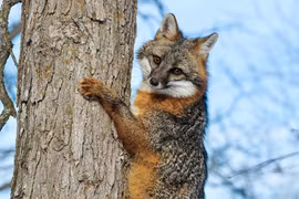 Thú vị loài chó duy nhất trên thế giới trèo cây thoăn thoắt như mèo