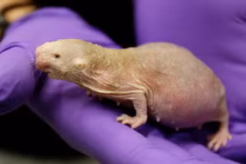 Những điều cực kỳ khó tin về loài thú xấu xí nhất quả đất