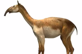 Cận cảnh loài dị thú trông như con lai của lạc đà với voi 