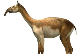 Cận cảnh loài dị thú trông như con lai của lạc đà với voi 