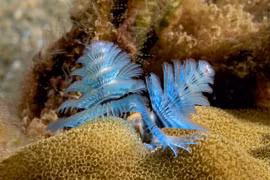 Cận cảnh những loài giun đốt kỳ quái nhất quả đất