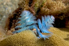 Cận cảnh những loài giun đốt kỳ quái nhất quả đất